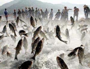 New Scientist. Science news and long reads from expert journalists, covering developments in science, technology, health and the environment on the website and the magazine.