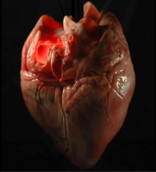 A pig's heart before the process of decellularisation
