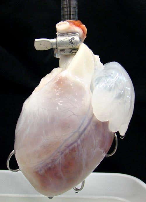 A pig's heart undergoing decellularisation in the lab
