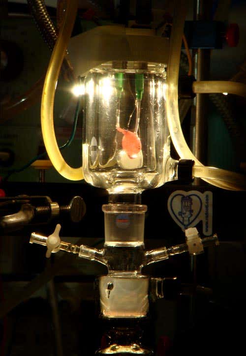 A re-celled rat's heart