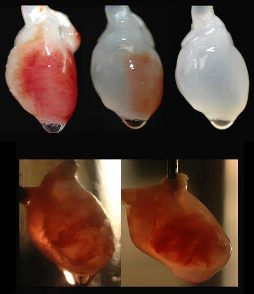 A rat heart undergoing decellularisation (top three images), and during recellularisation (bottom)