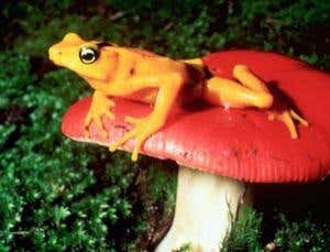 New Scientist. Science news and long reads from expert journalists, covering developments in science, technology, health and the environment on the website and the magazine.