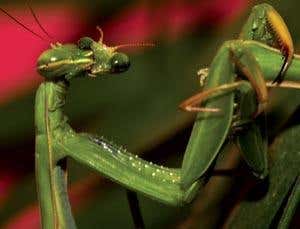 New Scientist. Science news and long reads from expert journalists, covering developments in science, technology, health and the environment on the website and the magazine.