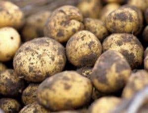 Crops like potatoes are afforded greater protection under the care of Quechua Indians in Peru 