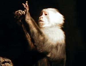 Animals that count: How numeracy evolved