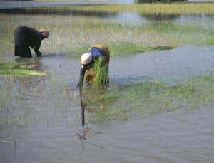 New Scientist. Science news and long reads from expert journalists, covering developments in science, technology, health and the environment on the website and the magazine.