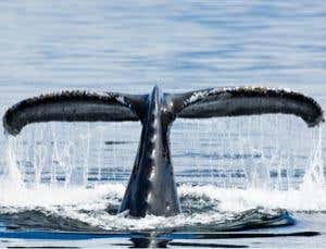 Commercial whaling is still banned, but Japan has a special permit to hunt whales for research purposes