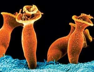 New Scientist. Science news and long reads from expert journalists, covering developments in science, technology, health and the environment on the website and the magazine.