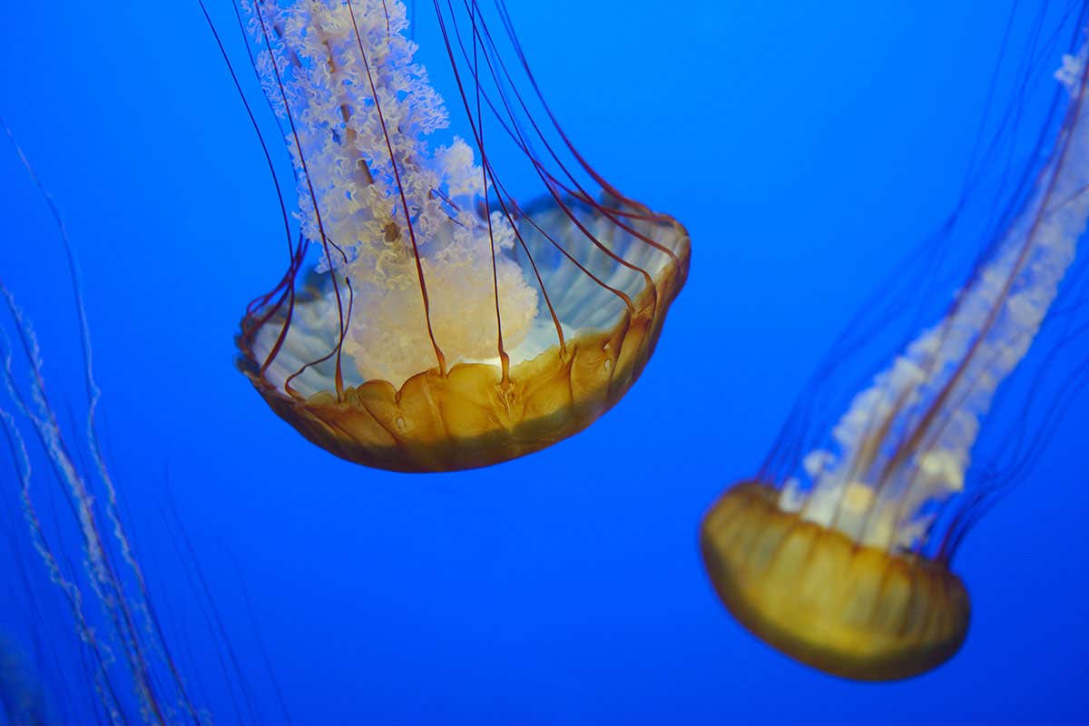 New Scientist. Science news and long reads from expert journalists, covering developments in science, technology, health and the environment on the website and the magazine.