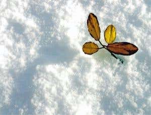 Plant life saved Earth from an icy fate