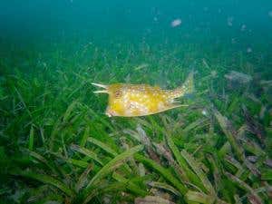 Meadows of the sea in 'shocking' decline