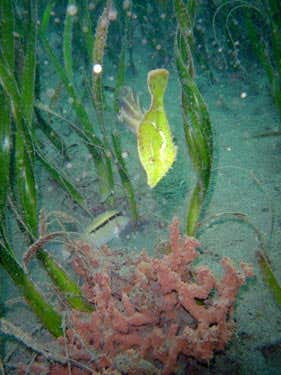 This emerald leatherjacket also depends on seagrass meadows for its home 
