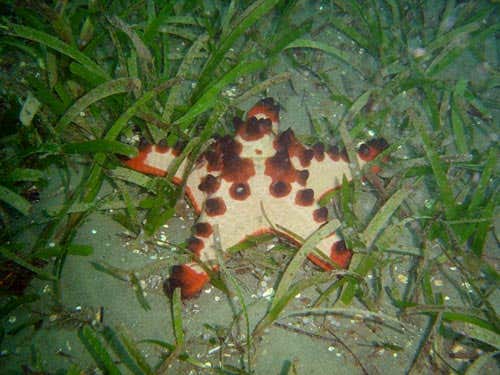 Horned sea stars (Protoreaster nodosus) like sheltered habitats, and often live in seagrass meadows 