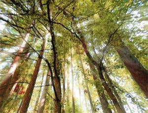 'Greedy' trees still leave room for the little plants