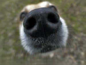 Dogs sniff the breath of other dogs to work out where to find food 