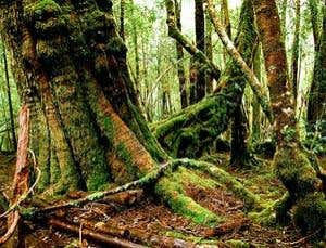 New Scientist. Science news and long reads from expert journalists, covering developments in science, technology, health and the environment on the website and the magazine.