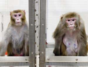 New clues in search for elixir of youth