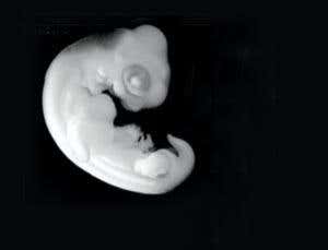 Embryo origami gives the turtle its shell