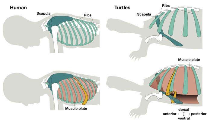 The turtle rib cage and shoulder blade as compared to a human