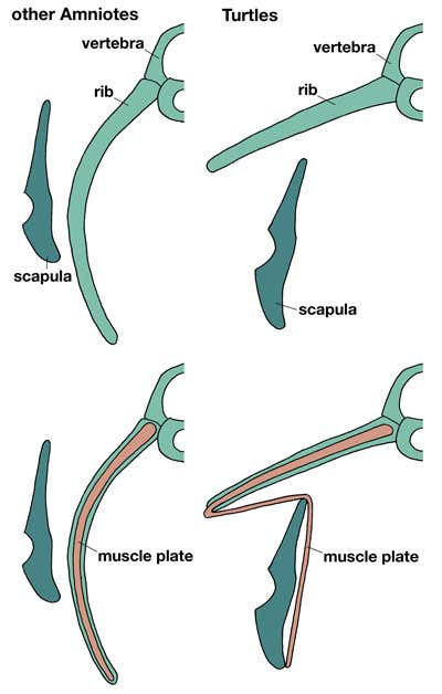 Detail of the turtle rib cage and shoulder blade as compared to a other vertebrates