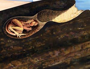 Dinosaurs burrowed to avoid winter's chill