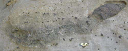 A n example of one of the suspected burrows.