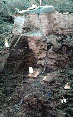 World's largest fulgurite at Camp Blanding in Florida