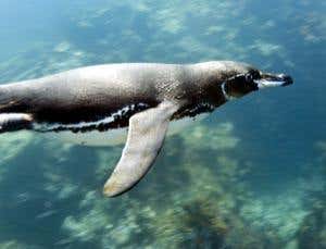 Galapagos penguins harbour malaria threat