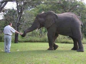 Interview: The elephant whisperer