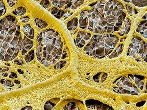 New Scientist. Science news and long reads from expert journalists, covering developments in science, technology, health and the environment on the website and the magazine.