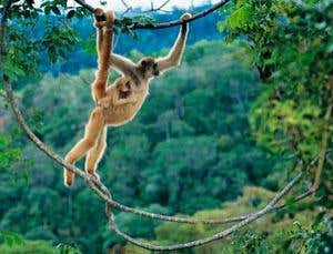 'Hippy' monkey is a killer when starved of sex