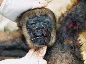 This muriqui was attacked and killed by a gang of six rivals