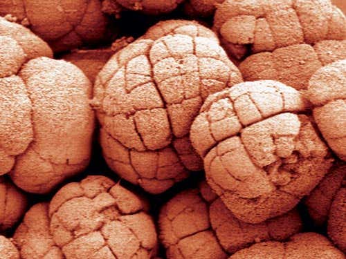 Doushantuo fossiles unearthed in China bear a resemblance to animal embryos.   