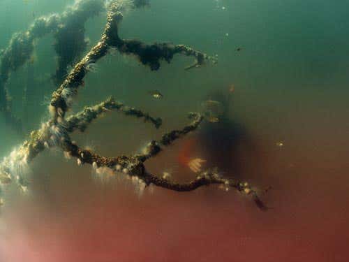 A recipe for early oceans: layers of plankton and bacteria, with hydrogen sulphide underneath.  