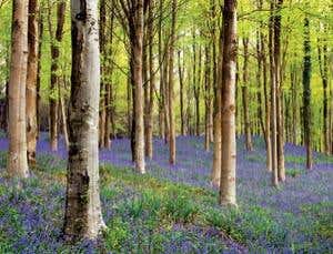 England's homogenised woods are bad for biodiversity