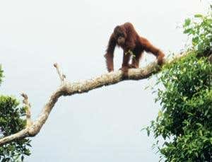 Controversial palm-oil plan may save the orang-utan