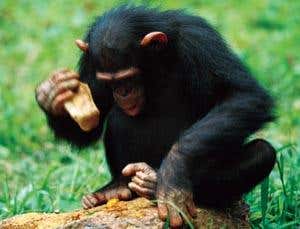 New Scientist. Science news and long reads from expert journalists, covering developments in science, technology, health and the environment on the website and the magazine.