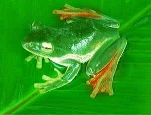 New species of the Himalayas