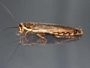 New Scientist. Science news and long reads from expert journalists, covering developments in science, technology, health and the environment on the website and the magazine.