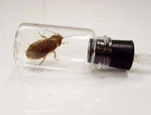 Cockroaches future-proofed against climate change