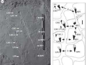 Pterosaur tracks show it touched down like a bird