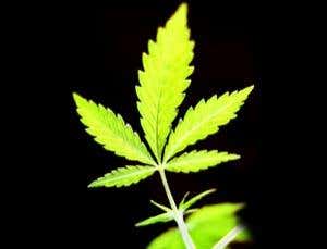 Briefing: Cannabis compounds fight prostate cancer