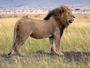 New Scientist. Science news and long reads from expert journalists, covering developments in science, technology, health and the environment on the website and the magazine.