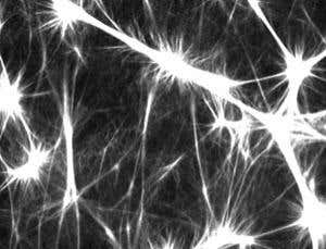 Muscular blob shows new direction for tissue engineering