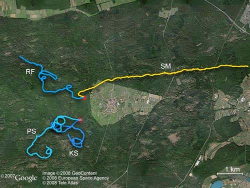 The trajectories of four participants during the forest experiment. Three of the participants walked in cloudy weather; their paths are highlighted in blue. The sun was out for one participant, whose path is shown in yellow