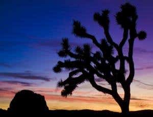 US national parks face 'greatest threat', Senate told