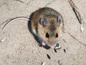 Newly evolved fur coat a quick hit in Nebraska