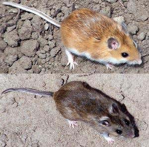 New Scientist. Science news and long reads from expert journalists, covering developments in science, technology, health and the environment on the website and the magazine.