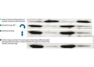 Doubts over stem cell images prompt new inquiry