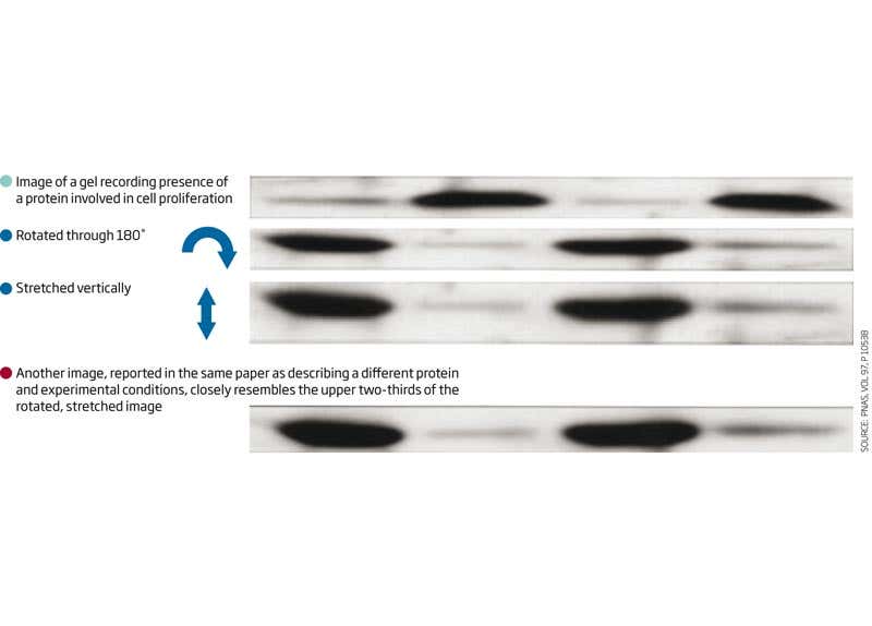 (SOURCE: PNAS, VOL 97, P 10538)